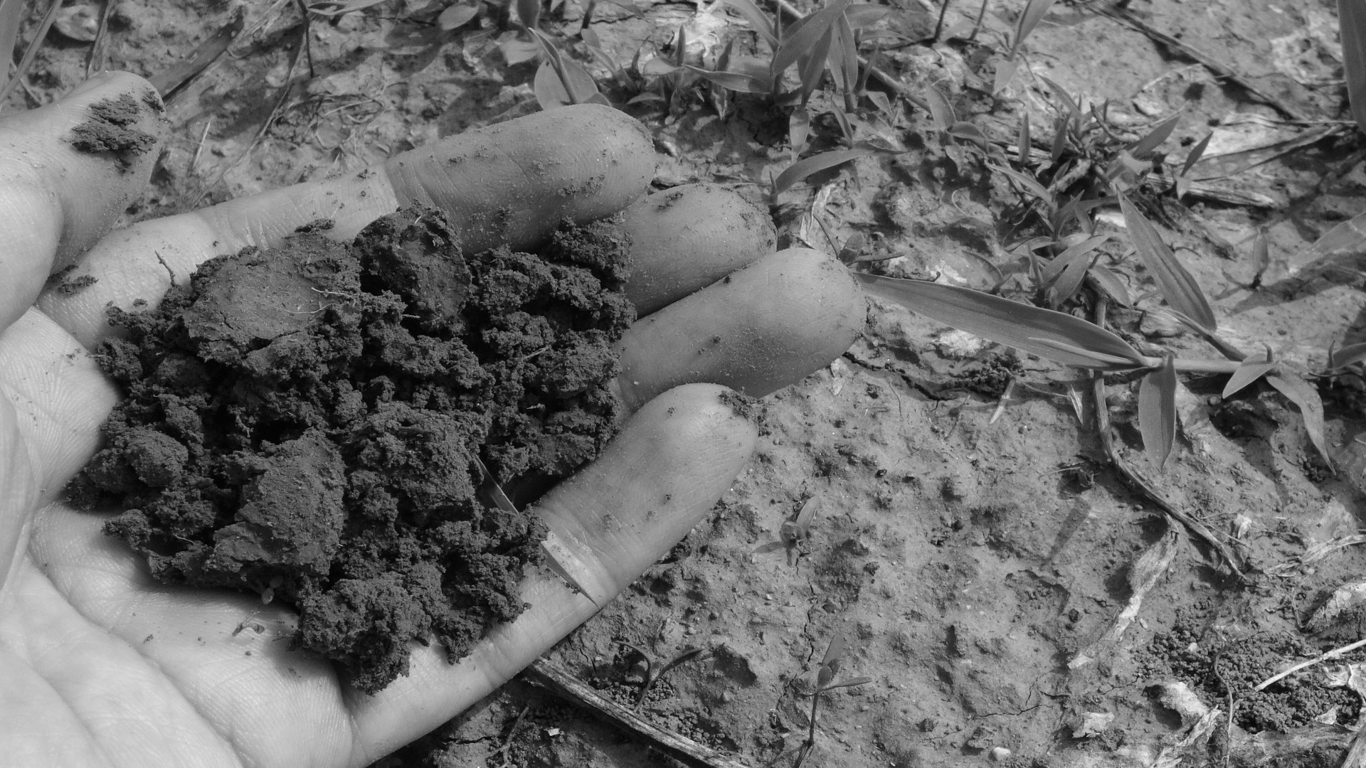 A un paso de legalizarse el compost humano en un estado de EEUU 1920