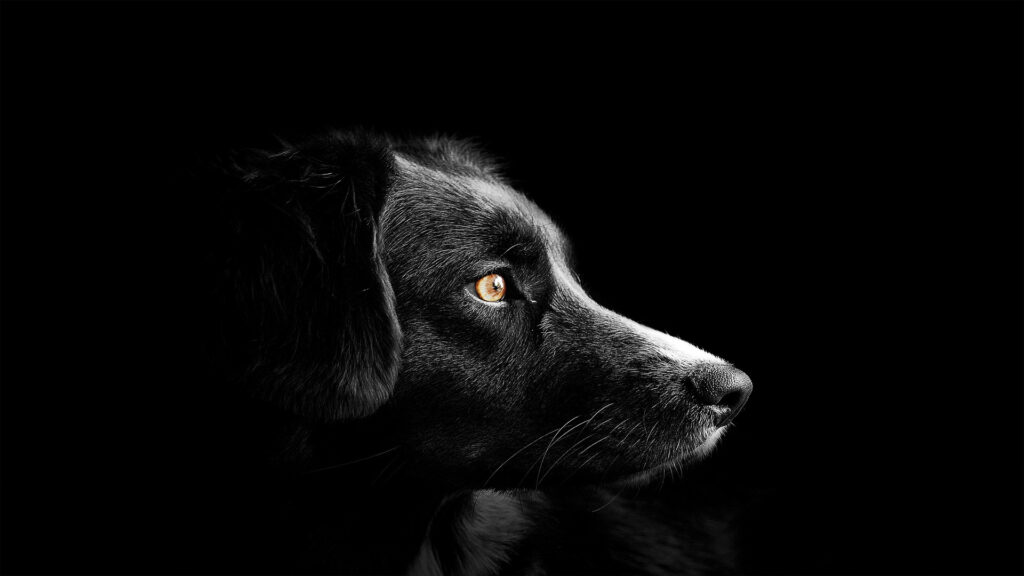 Testamento de un perro 1920