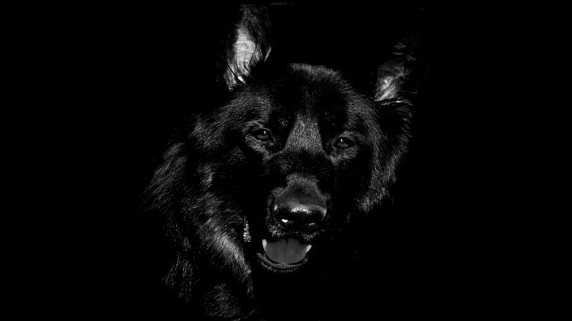 La historia del perro que anuncia la muerte 1920