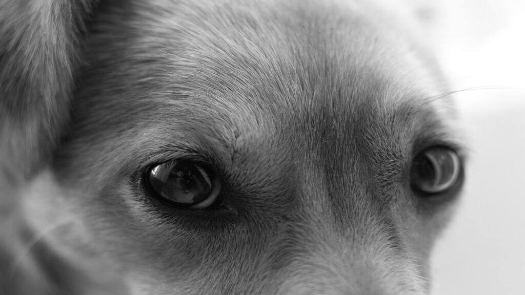 El curioso comportamiento de los perros ante la vida y la muerte1920