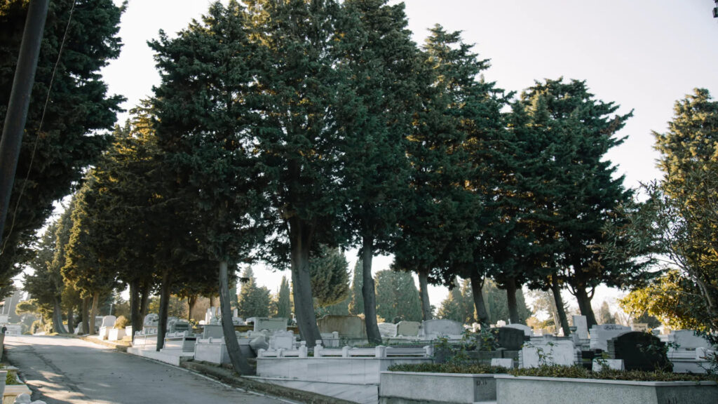 la-simbologia-funeraria-de-cipres-1920
